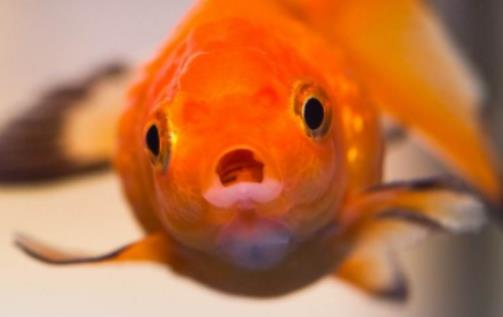 養(yǎng)魚不過水會不會全死?新手養(yǎng)魚要買些什么 養(yǎng)魚不過水會不會全死?新手養(yǎng)魚要買些什么