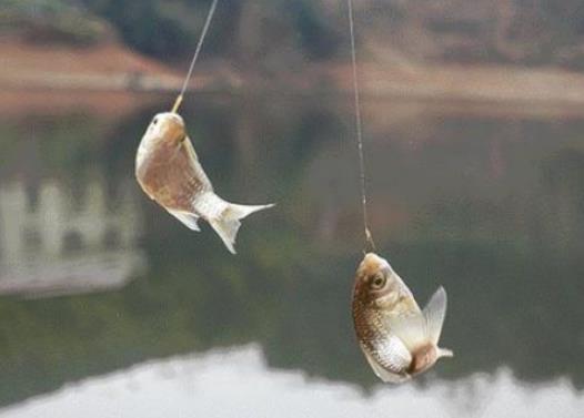 河里漲水怎么釣鯉魚(yú)?中午為什么不好釣魚(yú) 河里漲水怎么釣鯉魚(yú)?中午為什么不好釣魚(yú)
