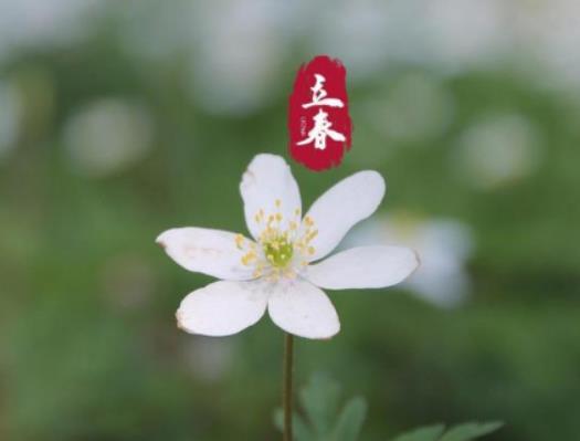 立春在幾九這一天?2024立春是數九的哪一天 立春在幾九這一天?2024立春是數九的哪一天