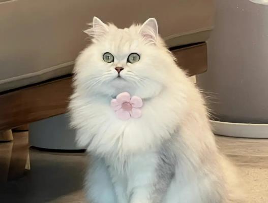貓咪喜歡睡廁所怎么辦?貓咪為什么喜歡枕枕頭 貓咪喜歡睡廁所怎么辦?貓咪為什么喜歡枕枕頭