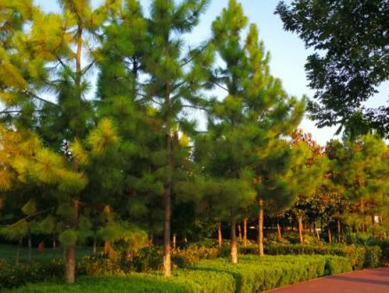 晨跑后吃什么早餐好?晨跑和夜跑哪個更減肥 晨跑后吃什么早餐好?晨跑和夜跑哪個更減肥