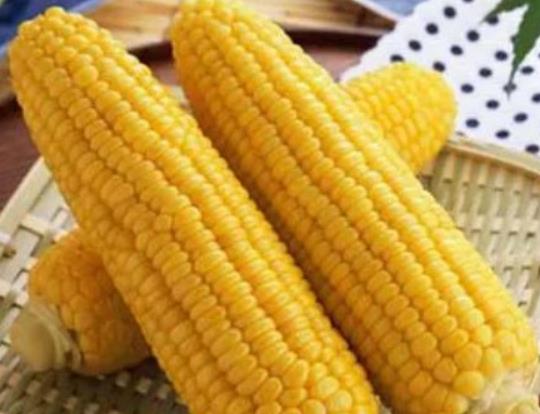 普通玉米曬干可以做爆米花嗎?糯玉米減肥期間可以吃嗎 普通玉米曬干可以做爆米花嗎?糯玉米減肥期間可以吃嗎
