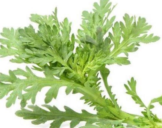 芹菜過(guò)夜還能吃嗎?野芹菜有毒嗎 芹菜過(guò)夜還能吃嗎?野芹菜有毒嗎