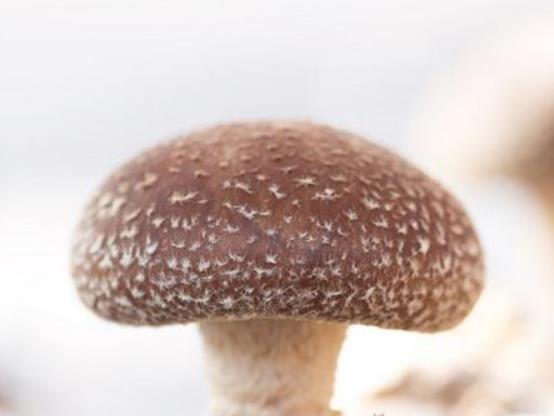 鮮香菇變黑變軟了還能吃嗎?鮮香菇必須焯水嗎 鮮香菇變黑變軟了還能吃嗎?鮮香菇必須焯水嗎