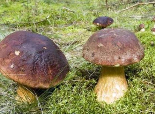 新鮮蘑菇可以冷凍保存嗎?蘑菇焯水后可以冷凍嗎? 新鮮蘑菇可以冷凍保存嗎?蘑菇焯水后可以冷凍嗎?