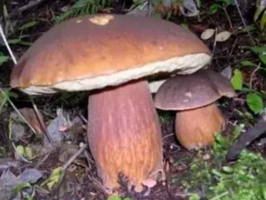 蘑菇放冰箱可以儲存幾天?蘑菇凍了吃會中毒嗎? 蘑菇放冰箱可以儲存幾天?蘑菇凍了吃會中毒嗎?