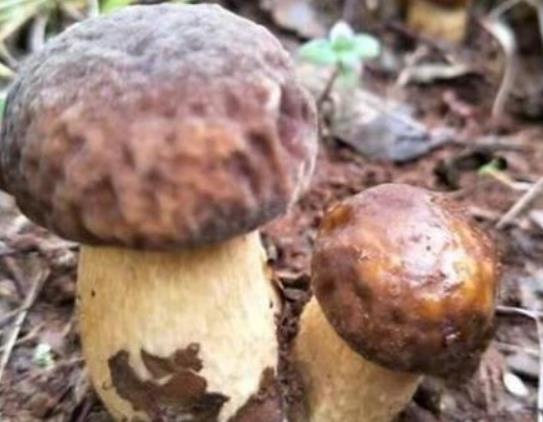 鮮蘑菇發霉了還可以吃嗎?蘑菇長白毛了還能吃嗎? 鮮蘑菇發霉了還可以吃嗎?蘑菇長白毛了還能吃嗎?