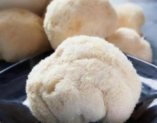 猴頭菇不能與什么同食?猴頭菇是熱性還是涼性 猴頭菇不能與什么同食?猴頭菇是熱性還是涼性