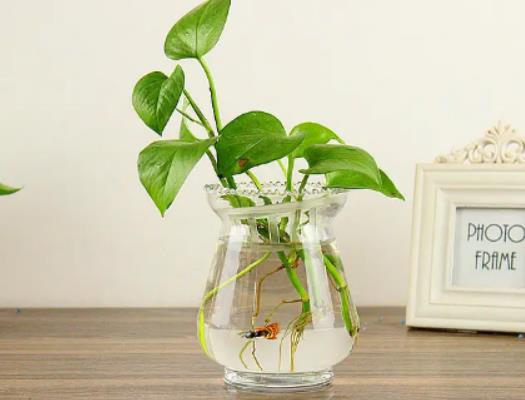 綠蘿營養(yǎng)液是直接澆在上面還是兌水澆了?綠蘿營養(yǎng)液是澆根部還是噴葉面 綠蘿營養(yǎng)液是直接澆在上面還是兌水澆了?綠蘿營養(yǎng)液是澆根部還是噴葉面