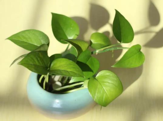 綠蘿死了是因為甲醛超標嗎?甲醛用什么植物吸收效果好 綠蘿死了是因為甲醛超標嗎?甲醛用什么植物吸收效果好