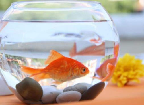 金魚餓了會吃同類嗎?金魚知道自己吃飽了嗎 金魚餓了會吃同類嗎?金魚知道自己吃飽了嗎