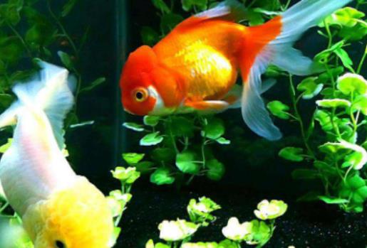 金魚餓了會吃同類嗎?金魚知道自己吃飽了嗎 金魚餓了會吃同類嗎?金魚知道自己吃飽了嗎