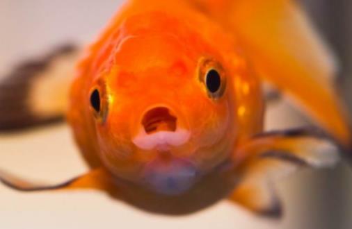 金魚在低溫下會(huì)怎么樣?金魚爛尾用鹽怎么治 金魚在低溫下會(huì)怎么樣?金魚爛尾用鹽怎么治