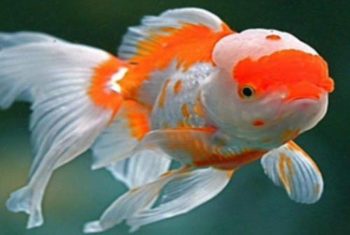 金魚冬天怎么養過冬?金魚爛尾會自己好嗎 金魚冬天怎么養過冬?金魚爛尾會自己好嗎