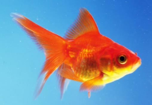 金魚冬天怎么養過冬?金魚爛尾會自己好嗎 金魚冬天怎么養過冬?金魚爛尾會自己好嗎