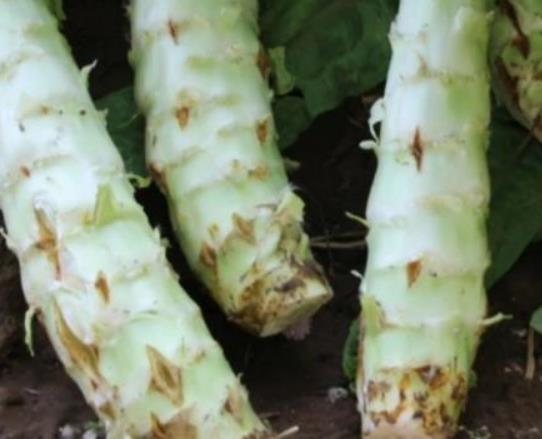 萵筍怎么去除苦味?萵筍生的能吃嗎? 萵筍怎么去除苦味?萵筍生的能吃嗎?