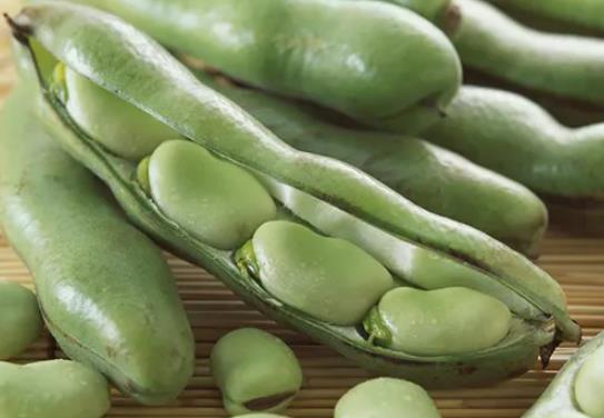五月份能種植蠶豆嗎?蠶豆為什么養著養著葉子就變黃了