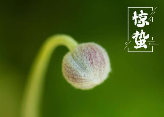 2022驚蟄刮風還要再冷多少天?2022年3月5日驚蟄是什么節日